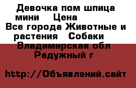 Девочка пом шпица мини  › Цена ­ 30 000 - Все города Животные и растения » Собаки   . Владимирская обл.,Радужный г.